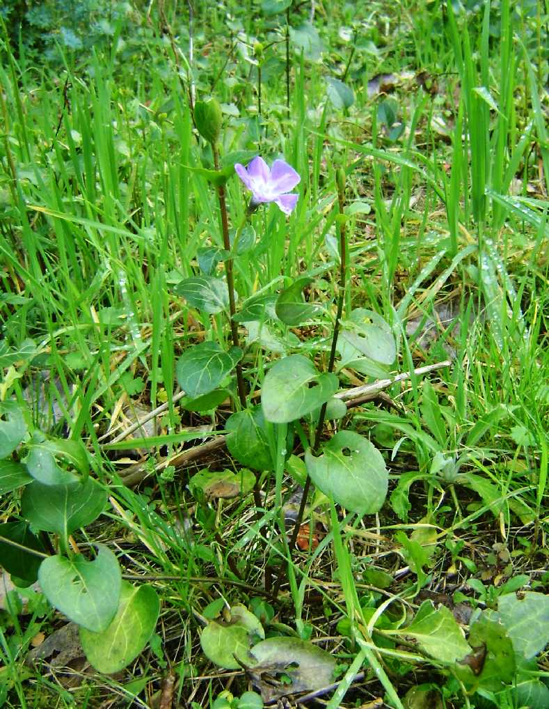 Vinca major / Pervinca maggiore